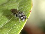 Crossocerus sp.
