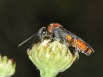 Dolerus germanicus