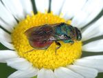 Hedychrum rutilans