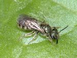 Lasioglossum morio