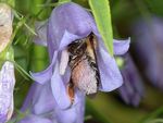 Megachile willughbiella