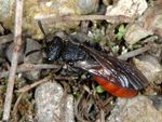 Sphecodes albilabris