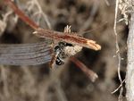 Osmia leucomelana