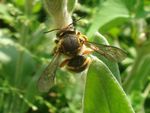 Anthidium species