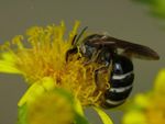 Lasioglossum majus