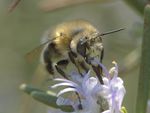 Anthophora plumipes