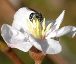Lasioglossum (Chilalictus) delobeli