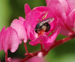 Lasioglossum (Chilalictus) polygoni
