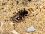 Oxybelus uniglumis