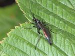 Stenobarichneumon citator