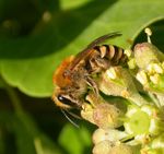 Colletes hederae