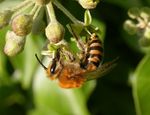 Colletes hederae