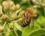 Colletes hederae