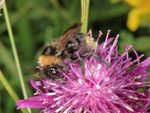 Bombus campestris