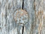 Hoplitis (Hoplitis) adunca 