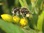 Macropis fulvipes