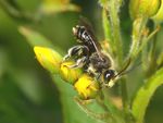 Macropis fulvipes