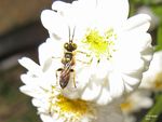 Dinetus pictus