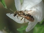 Lasioglossum nitidulum