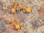 Lasius flavus