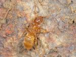 Lasius flavus