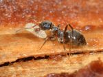 Lasius platythorax