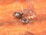 Lasius platythorax