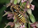 Dolichovespula media