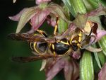 Dolichovespula media