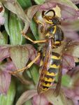Dolichovespula media