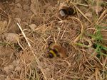 Bombus sp.