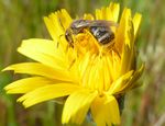 Lasioglossum leucozonium