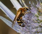 Lasioglossum subfasciatum