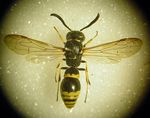 Symmorphus_gracilis_M.jpg