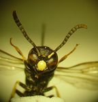 Symmorphus_gracilis_MT.jpg