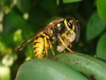 Vespula germanica