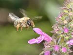 Anthophora furcata