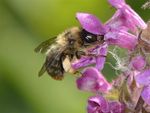 Anthophora furcata