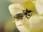 Megachile centuncularis