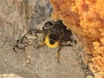 Megachile centuncularis