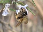 Anthophora plumipes