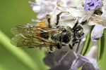 Andrena marginata