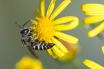 Coelioxys aurolimbata
