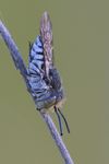 Coelioxys afra