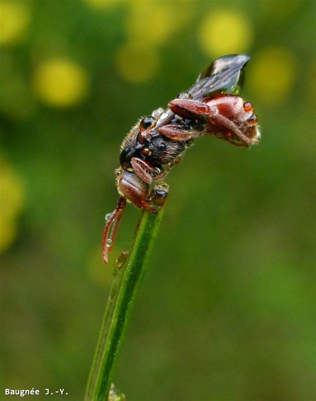 Nomada stigma