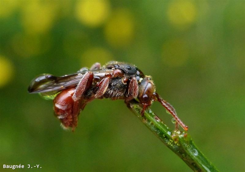 Nomada stigma