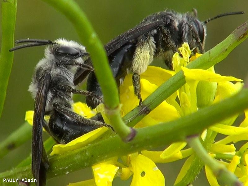 Andrena agilissima