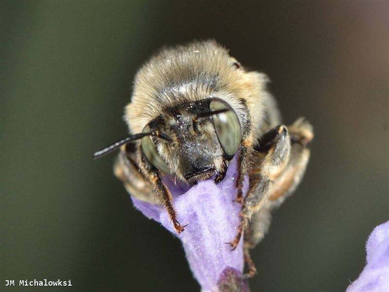 Anthophora quadrimaculata