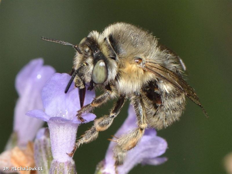 Anthophora quadrimaculata