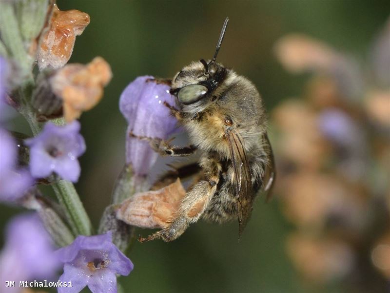 Anthophora quadrimaculata